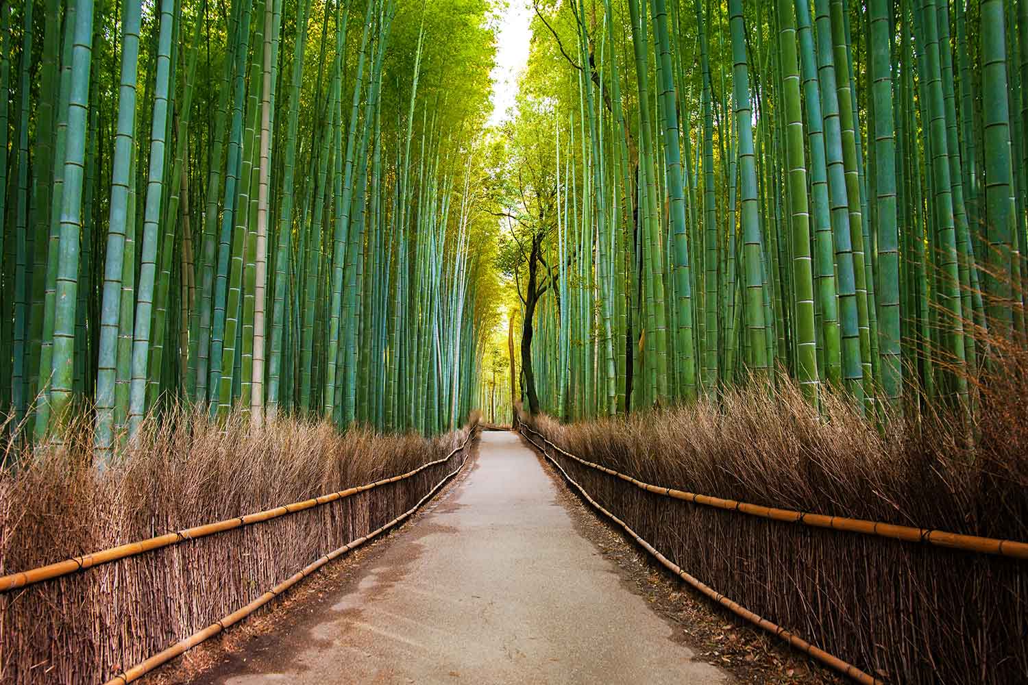 Endless Path-CP1260.jpg